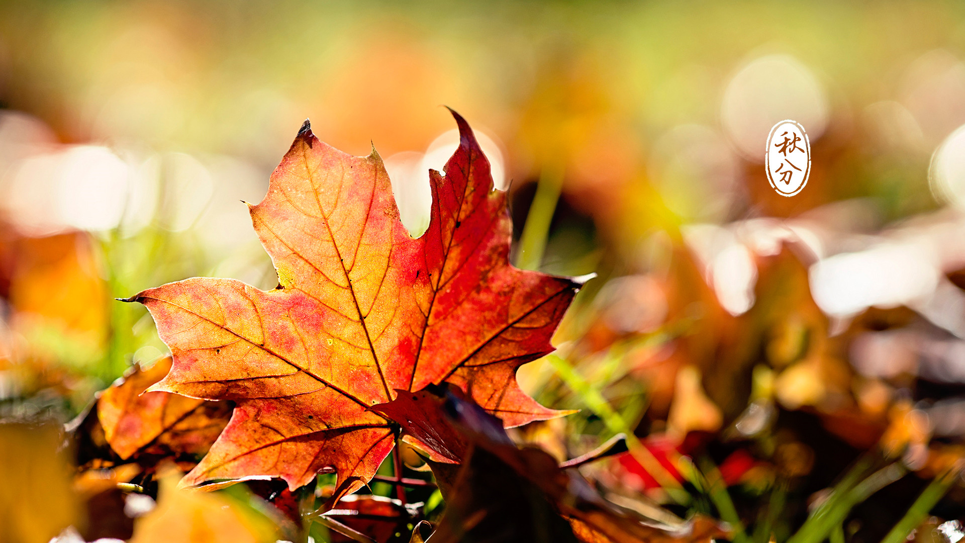 【今日秋分】天朗氣清，清風(fēng)徐來(lái)