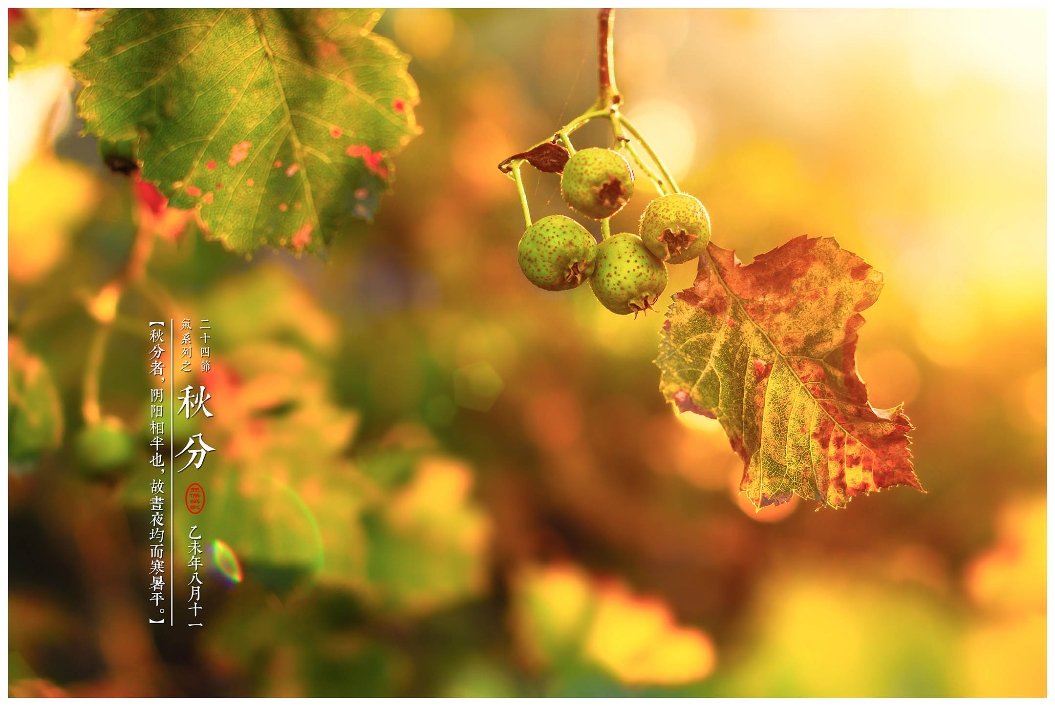 【今日秋分】天朗氣清，清風(fēng)徐來(lái)