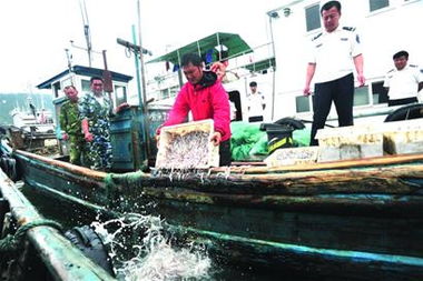 1500斤面條魚倒回大海