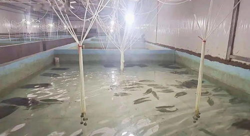 東平傾力打造全國最大反季節鱸魚苗種繁育基地