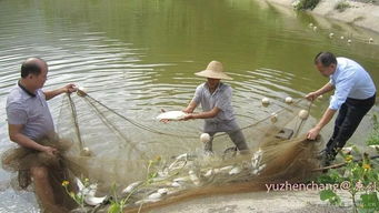 陽春這條村引進魚苗60萬尾,竟將水產(chǎn)養(yǎng)殖搞到風生水起...