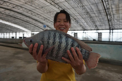 珠海成功研發(fā)生態(tài)羅非魚養(yǎng)殖技術(shù),每條魚均有&ldquo;身份證&rdquo;