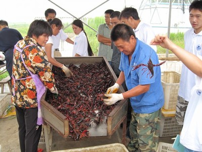 專(zhuān)家來(lái)武漢蝦龍水產(chǎn)養(yǎng)殖開(kāi)發(fā)開(kāi)展龍蝦養(yǎng)殖技術(shù)研發(fā)工作