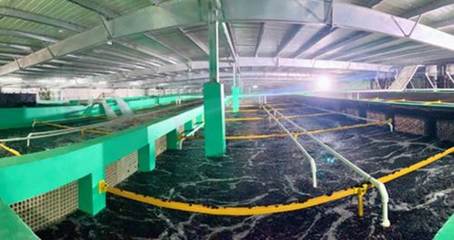 農(nóng)業(yè)農(nóng)村部再提水產(chǎn)綠色養(yǎng)殖,海璟水產(chǎn)以技術(shù)推動(dòng)目標(biāo)實(shí)現(xiàn)