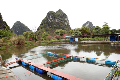 柳江區(qū):鱸魚(yú)養(yǎng)殖新模式 激活鄉(xiāng)村振興新產(chǎn)業(yè)