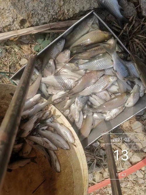 水產(chǎn)養(yǎng)殖想掙錢,七分看技術,三分看運氣,不服不行 出血 芽孢 魚塘 體表 細菌性 網(wǎng)易訂閱