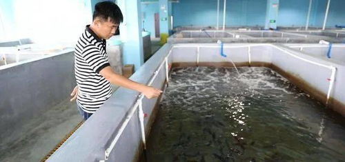 文昌馮家灣再造 蝦苗谷 ,水產(chǎn)養(yǎng)殖邁入綠色發(fā)展時代