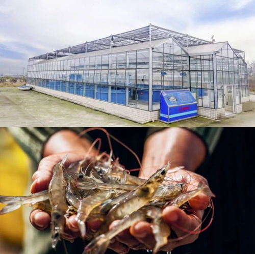 漁業(yè)4.0 ▏廣大水產(chǎn)養(yǎng)殖戶 這可能是您,離成為富豪最近的一次