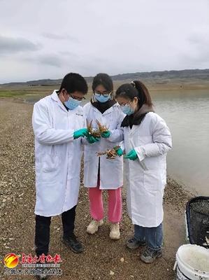 新疆冰川龍蝦產(chǎn)業(yè)技術研究中心成立