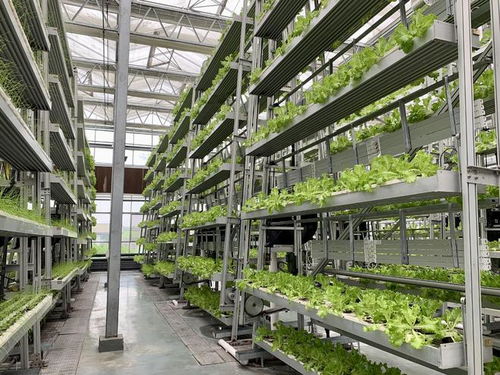 魚菜共生ai工廠 養魚不換水 種菜不施肥