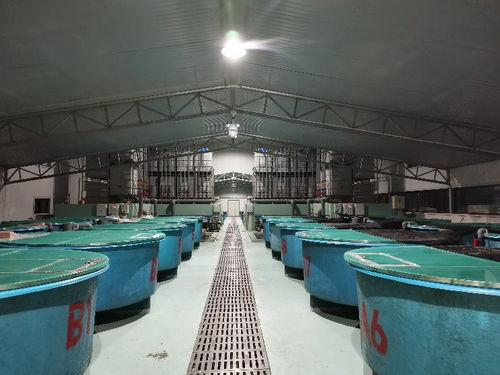 浙江省淡水水產研究所疫情防控期間技術指導手冊八 光唇魚養殖管理技術