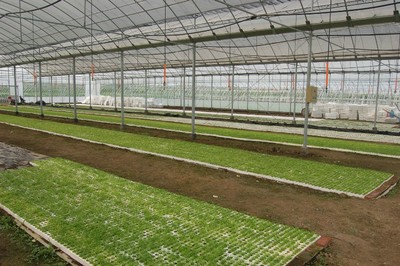 遷安花卉養殖大棚建設