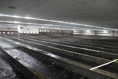 年產(chǎn)魚苗超1000億尾占全國10%!還斥資2.61億打造魚花產(chǎn)業(yè)園!這個(gè)小鎮(zhèn)為什么這么牛?