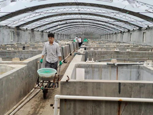 成活率92.6 一對(duì)蝦工廠化養(yǎng)殖模式,通過(guò)驗(yàn)收