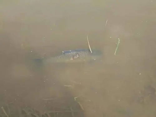 秋冬季節(jié)水產(chǎn)養(yǎng)殖池塘管理與農(nóng)家樂休閑觀光服務(wù)綜合策略