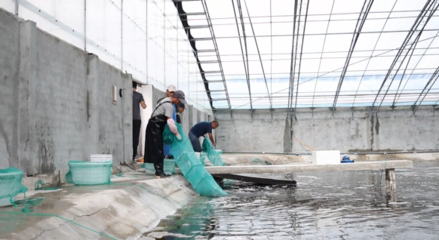 對蝦畝均產(chǎn)量提升60倍，三門養(yǎng)殖基地靠什么？