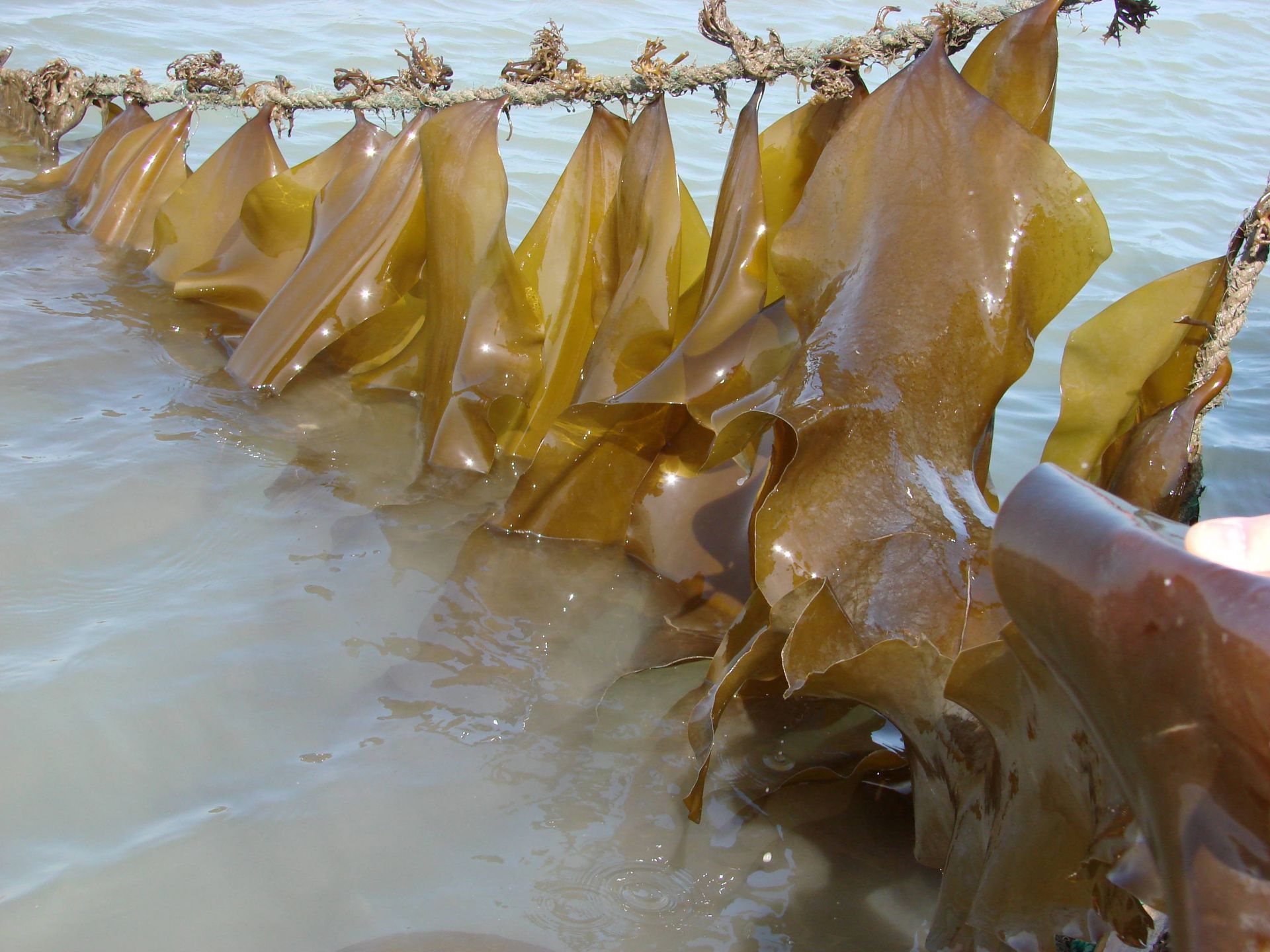 探秘海藻世界 全國海帶養(yǎng)殖起源青島，新品種誕生與農(nóng)家樂觀光服務(wù)